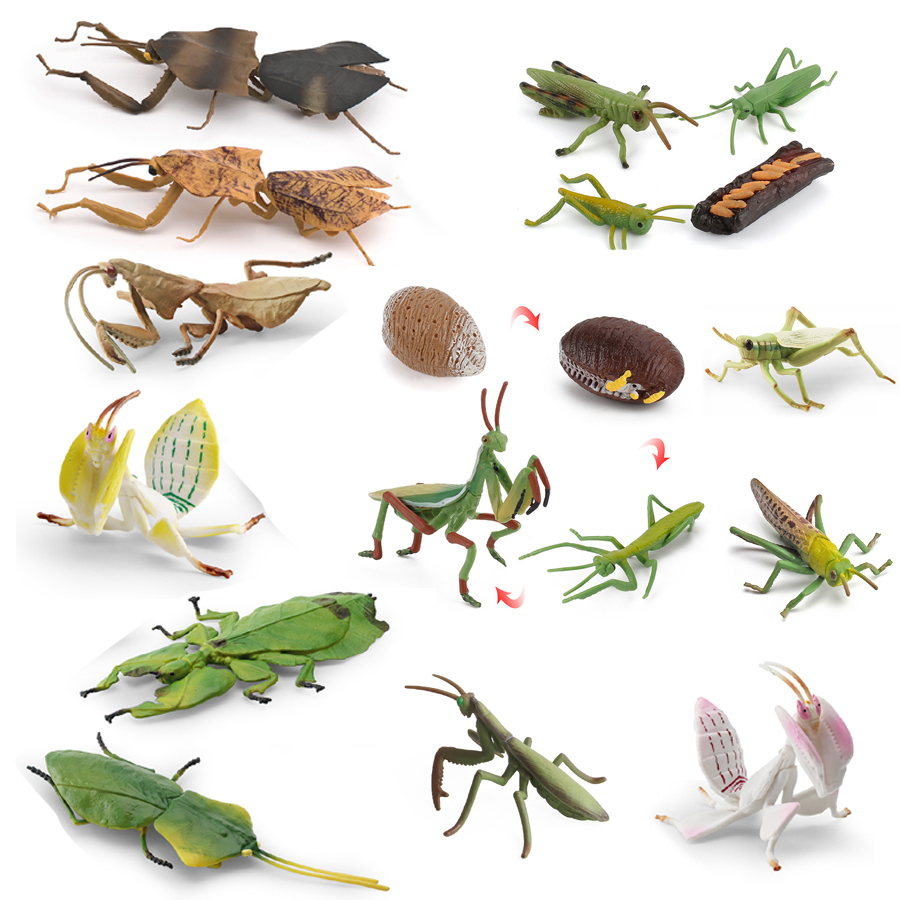 Realistic Orchid Mantis Dead L - đánh giá và giá Orchid Kids Education