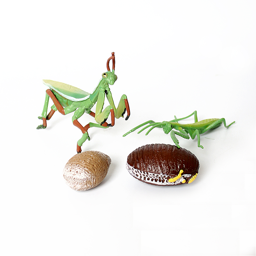 Realistic Orchid Mantis Dead L - đánh giá và giá Orchid Kids Education